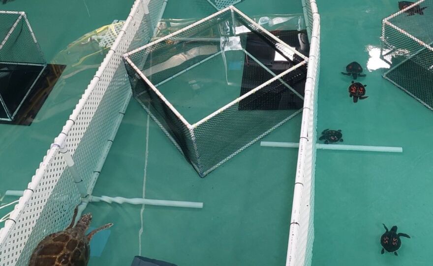Sea turtles recuperate in the rehabilitation pool. Numbers painted on their shells help staff tell the turtles apart. Credit: Ashley Sterner