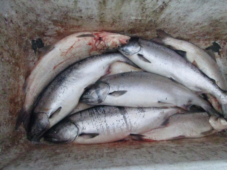 Fish from the Bethel Test Fishery bound for the Elder's Home in 2014.