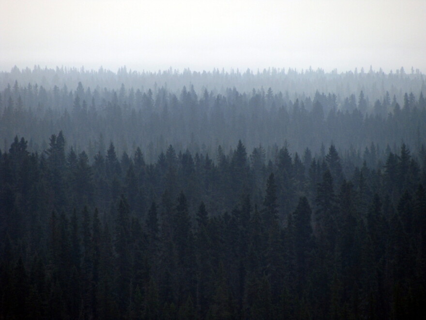 Canada's boreal forests are one of the few areas considered ecologically intact.