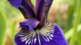 Wild iris on Kodiak Island