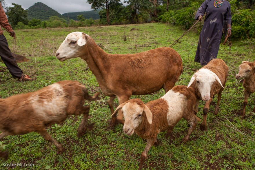 With proceeds from the grain mill, women have been able to buy their own livestock for income.