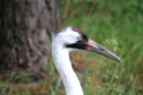 Just because whooping cranes can't talk doesn't mean they're silent creatures.