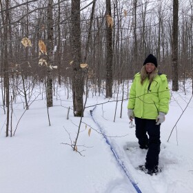 RiChard clears snow from her lines, which carry sap from trees to a nearby barn to be boiled down to maple syrup. (Photo: Ellie Katz/IPR News)