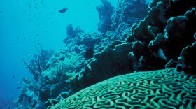 Coral Reef in Florida by Jerry Reid, WO-3540-CD42A, U.S. Fish and Wildlife Service