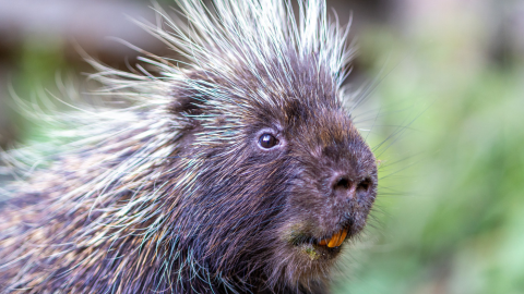 A large brown porcupine with blonde quills, black eyes, and large orange teeth sits at three-quarters profile to the camera.
