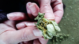 Ignacio Nicolas Campillo, director of a hops production facility in northern Spain, peels apart the flower of the hops plant, to reveal yellow powder inside. The powder is used to make beer.