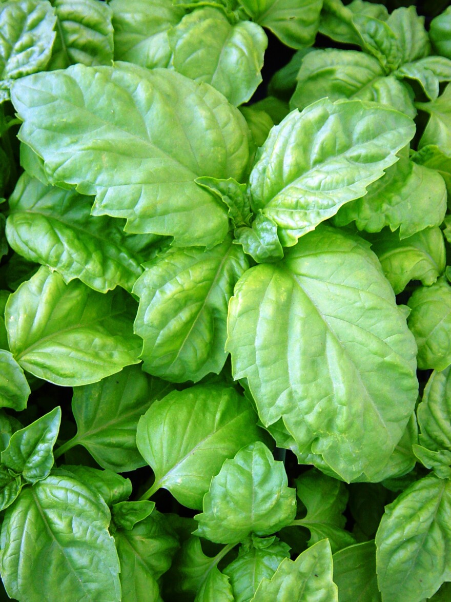 Lettuce leaf basil.