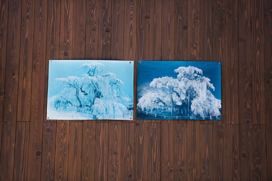 Old photographs pinned to the home of one of the tree's neighbors show the Takizakura in full bloom in previous years.
