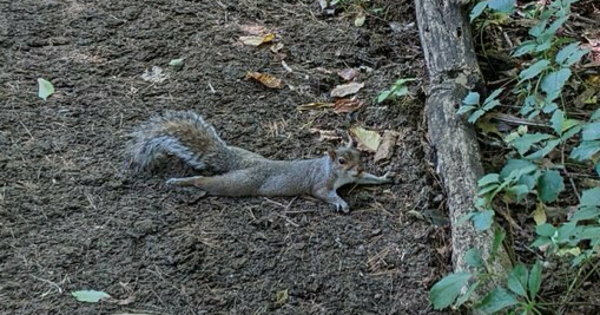 Spooling Squirrel The heat is making squirrels 'sploot' — a goofy act that signals ...