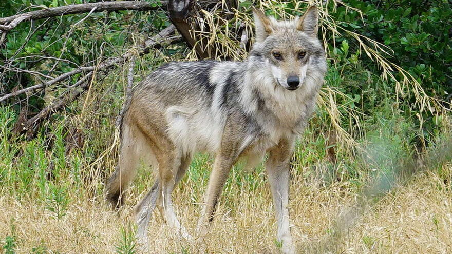 Mexican Gray Wolf hero
