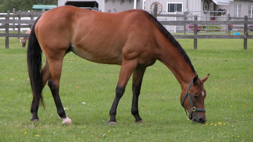 Grazing Horse (file)