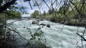 White water rushes by a bank with trees. 