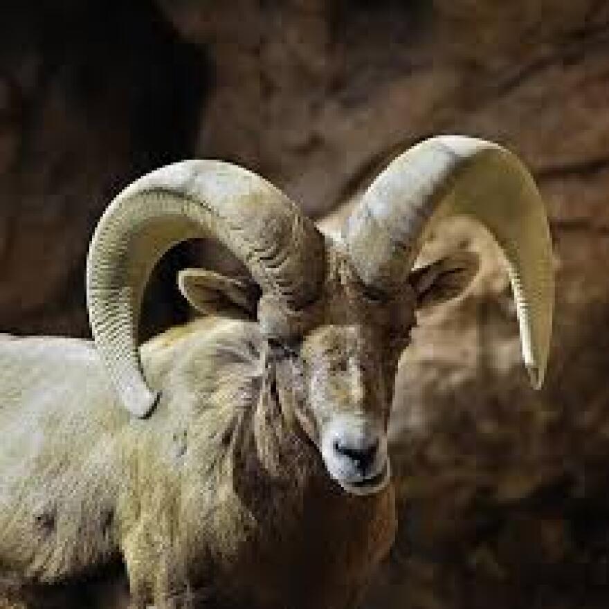 Pneumonia Is Biggest Threat To Nevada's Desert Bighorn Sheep Pneumonia Is Biggest Threat To Nevada's Desert Bighorn Sheep