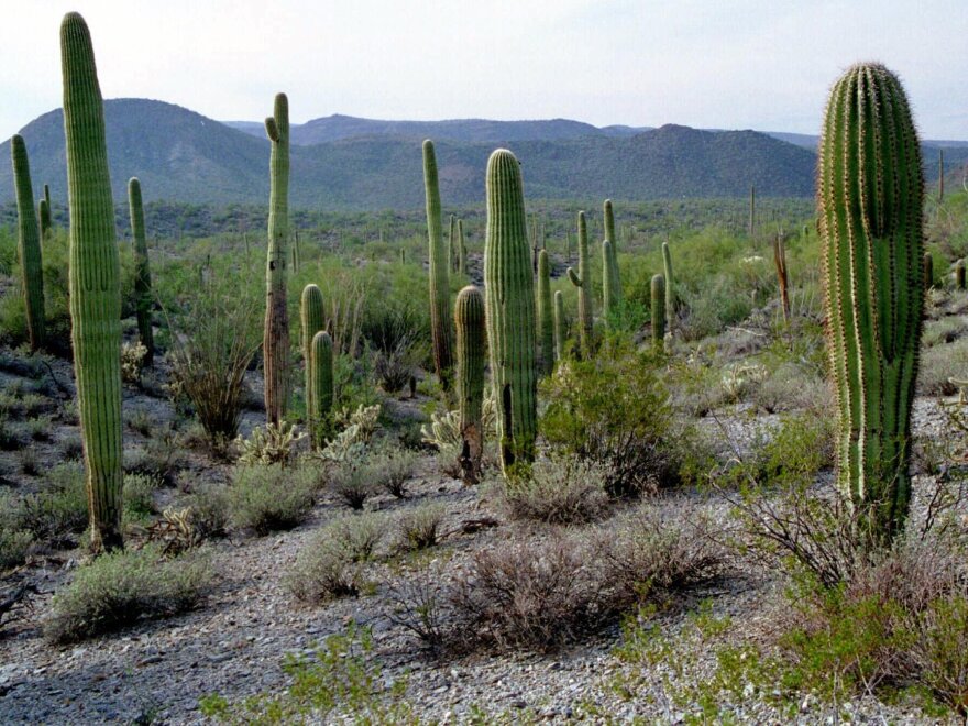 Like a good cactus? It's clear the Sonoran Desert National Monument in Arizona is right up your alley.