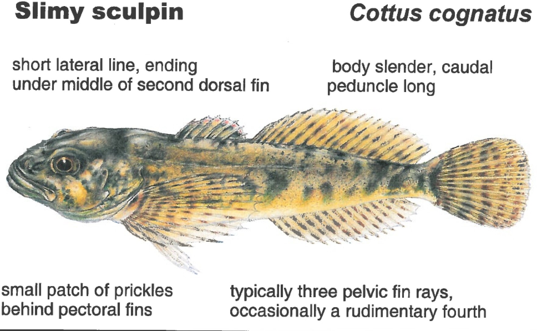 A New Guidebook Highlights Idaho’s Native Fish Boise State Public Radio