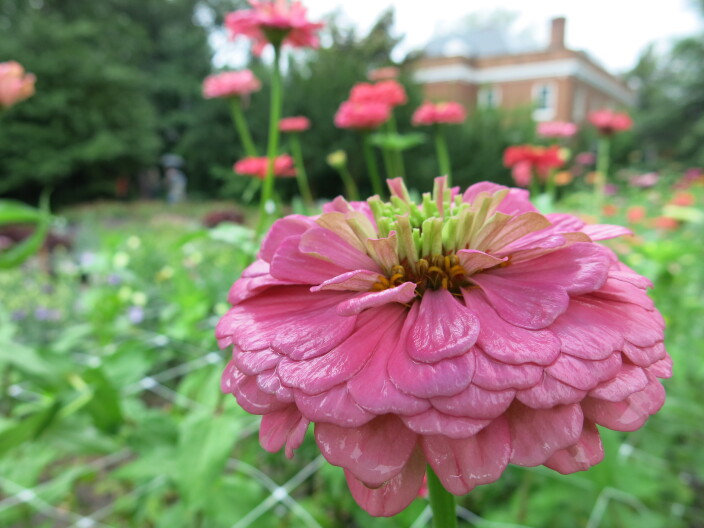 A pink flower sits in a green garden.