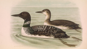 Koekkoek, M. A., et al. Ornithologia neerlandica. De vogels van Nederland. M. Nijhoff, 1922, https://www.biodiversitylibrary.org/page/36089849.