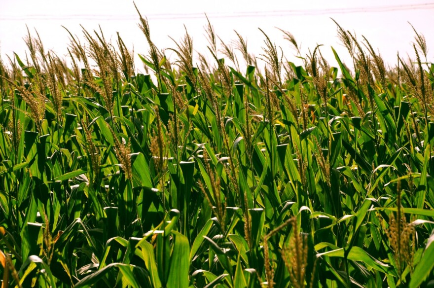 corn_fields_clouds_white_cloud_blue_sky_crops_harvest-1073258.jpg