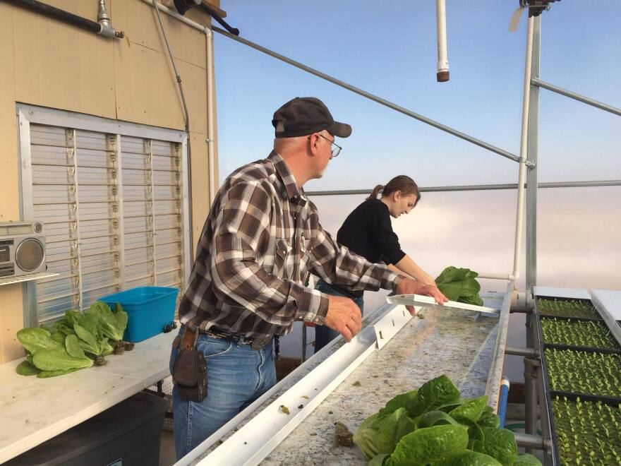 Dan Buck builds a hydroponic grow tray in his northwest Kansas greenhouse.