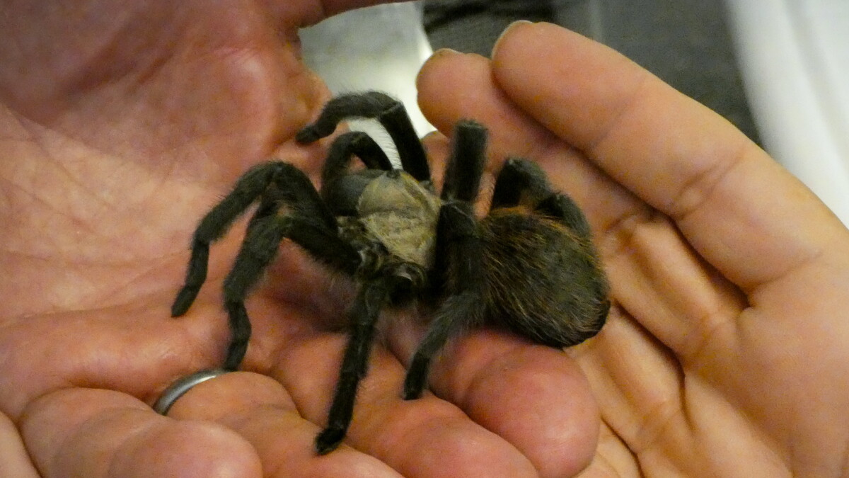 Tarantulas in Colorado are on the move, and they're looking for love - Vimarsana News