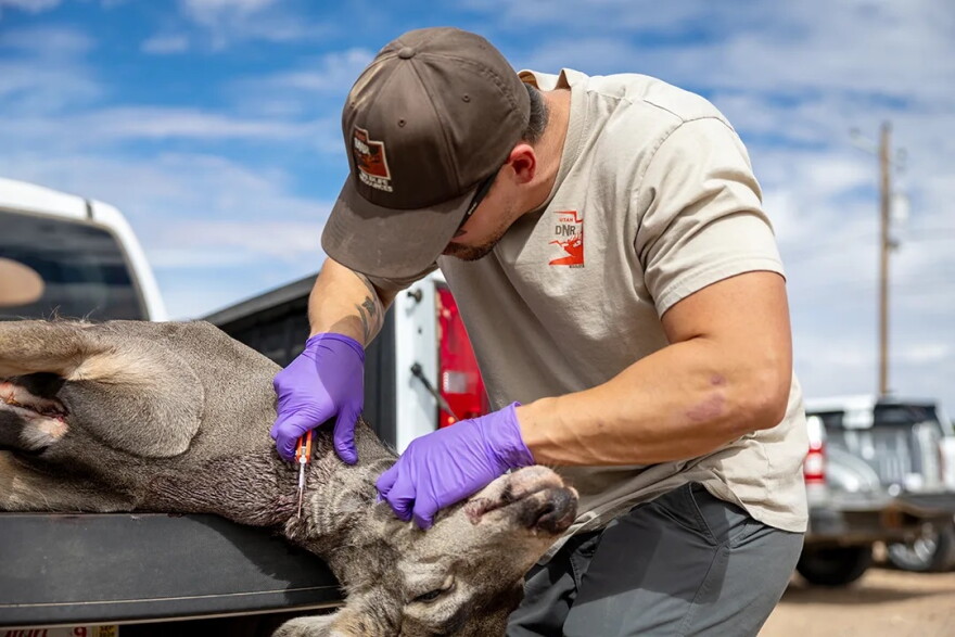 A deer in the bed of a truck, with their head hanging off the back. A person is holding a tool up to the deer's neck.