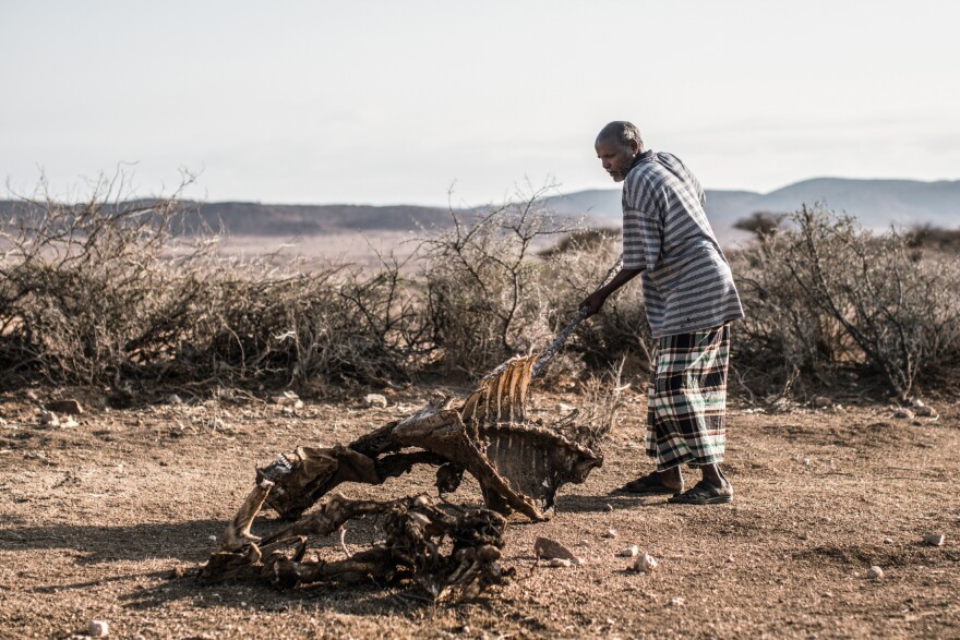 Daud Mohamed, 45, father of nine, moves the bones of one of his cows off the path. Most of his livestock died during the 2016 drought in Somaliland. Several seasons of abnormally low rainfall have left millions in the Horn of Africa in need of food aid, according to the U.N.