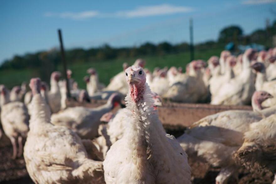 Turkeys being raised at Buttonwood Farm in California, Missouri, a free range farming facility