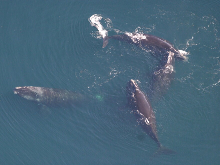 Four North Atlantic right whales.
