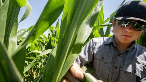 A young white man wearing a black baseball hat, sunglasses and a gray short sleeved shirt stands in a corn field. He's holding a leaf, looking for pests on it.