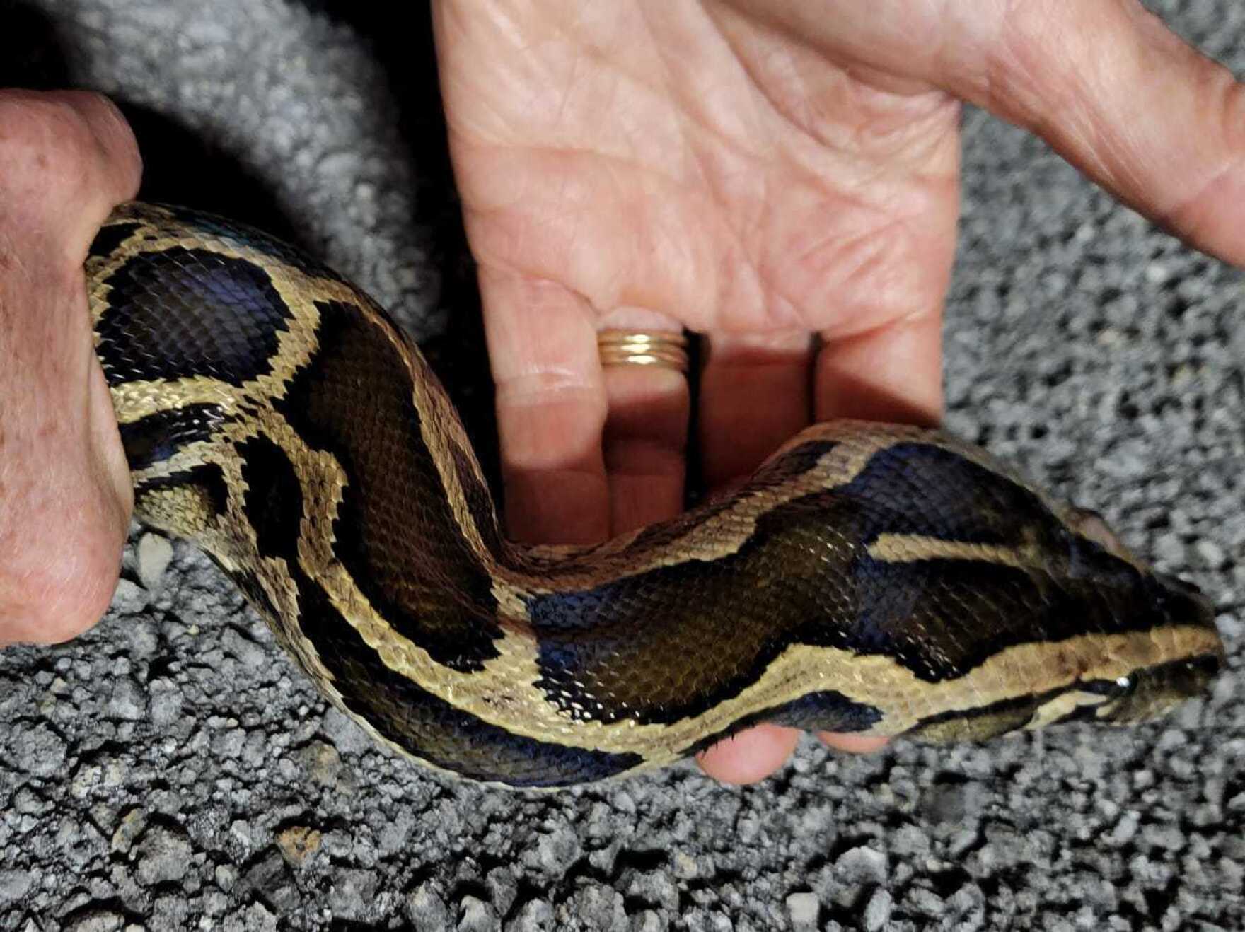 Python invasion has exploded out of the Everglades | WLRN