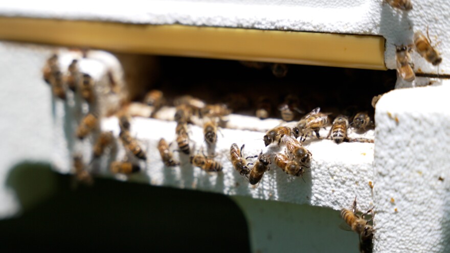 May has 144 colonies in his backyard. In total, he has 500 colonies.