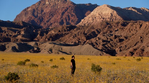 A person stands in a field of wildflowers during a superbloom Saturday, March 7, 2026, in Death Valley National Park, Calif.
