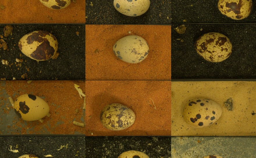 Most of the time, researchers say, the quail chose to lay their eggs in the color of sand that best hid the color pattern of their eggs. Quail eggs are not much larger than a quarter.