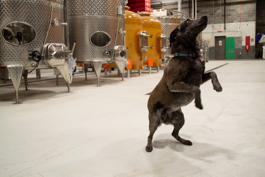 Birdie capers by rows of winemaking tanks at Common Wealth Crush, which was co-founded by her owner, Ben Jordan.