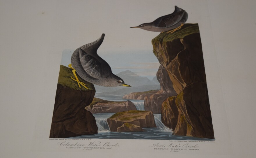 The Columbian water ouzel (left) and the Arctic water ouzel (right)
