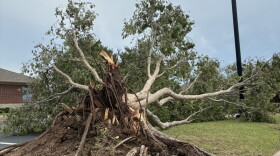 A tree damaged in Norman from a storm on Saturday, July 4, 2026.