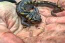 A bright-eyed, adult black salamander with yellow spots stands on a person's hands which have dirt on it. The salamander looks startled or momentarily stunned, but is also perhaps enthralled by the heat from the hands. 