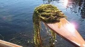 (Photo courtesy of Alaska Fish and Game)
