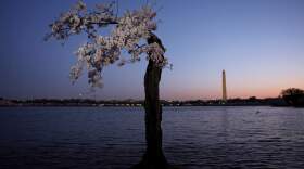 The cherry tree nicknamed "Stumpy" stands in high tide water at the Tidal Basin on March 22, 2024 in Washington, DC. The National Park Service announced that it will begin to cut down over 140 Cherry Blossom trees around the Tidal Basin and West Potomac Park in anticipation of construction for an upgraded sea wall to guard against flooding. (Alex Wong/Getty Images)