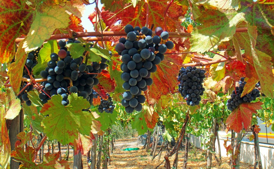 Tuscan Vineyard