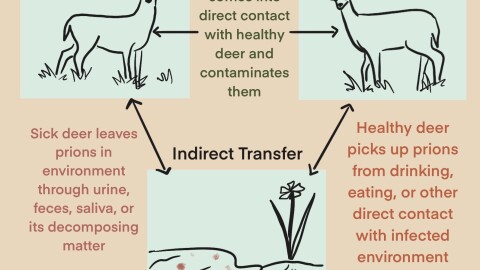 A visual diagram depicting how Chronic Wasting Disease is passed to other animals in the wild.