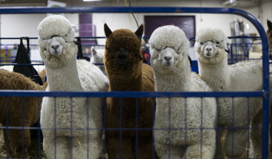 Alpacas on April 5, 2024 at the Eastern Alpaca Jamboree held at the Pennsylvania Farm Show Complex. 