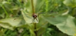 Dragonfly.jpg