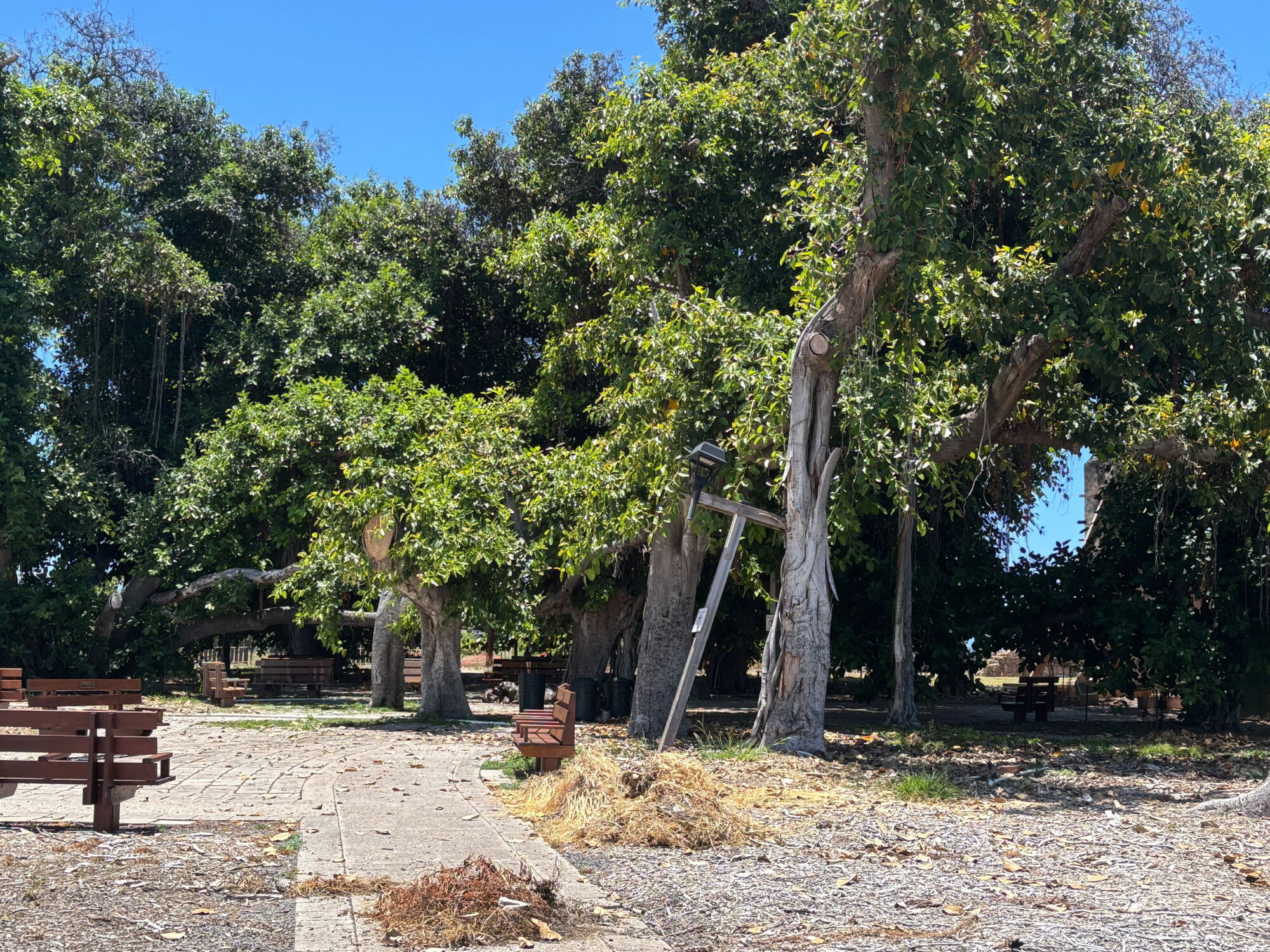 The Conversation: Lahaina's banyan; Domestic Violence Action Center episode artwork