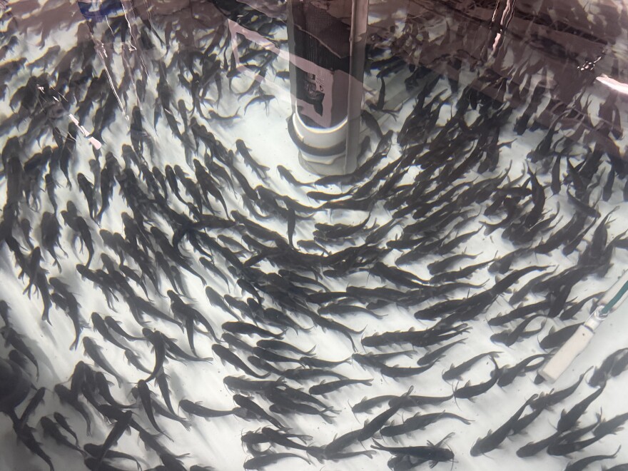 A school of  black fish swim in a circle
