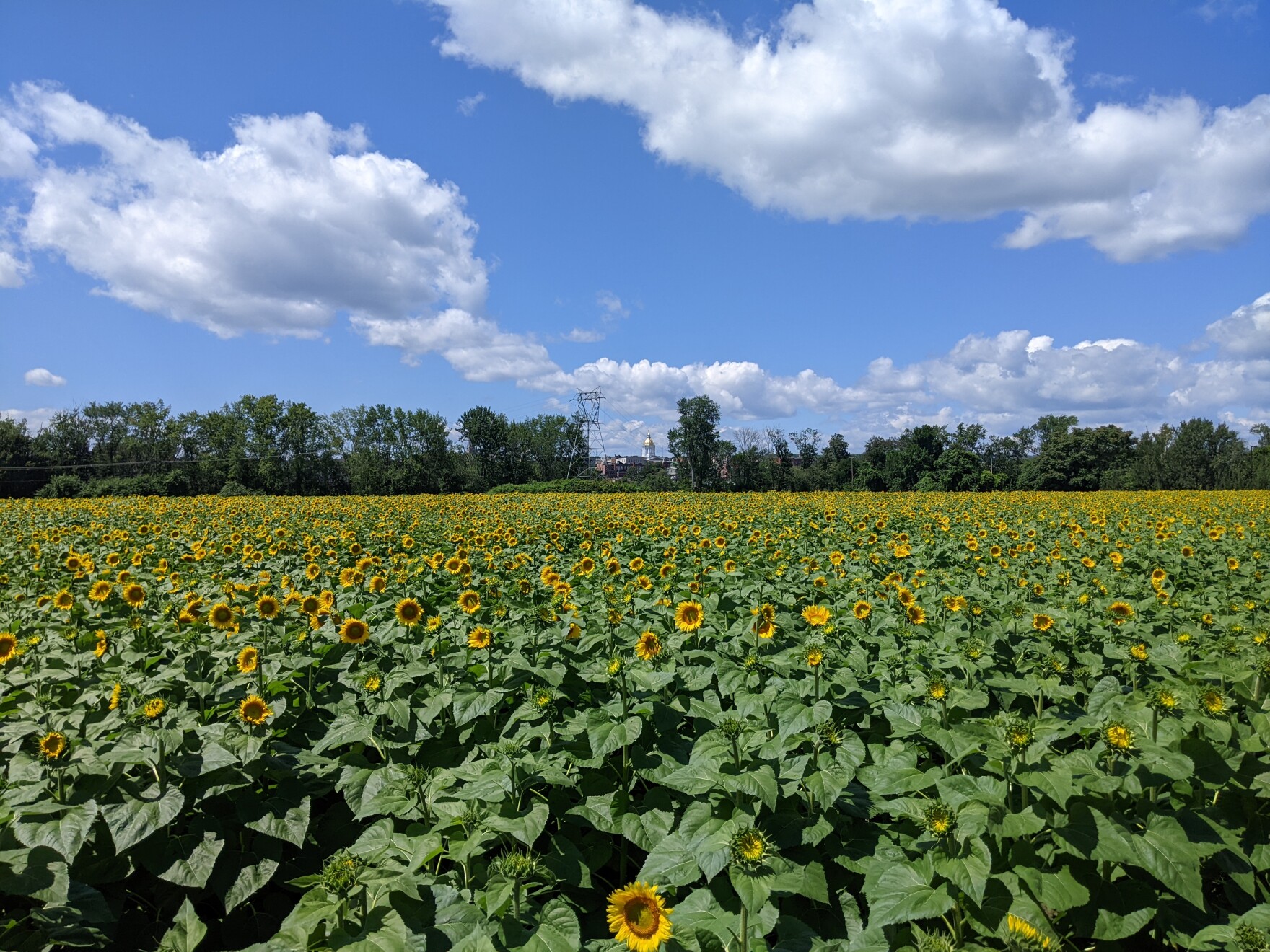Sunflower festivals are blossoming in NH this summer New Hampshire