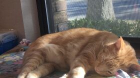 Hank sleeps near a window at the Child Advocacy Center, where he's taken up residence in the past two years. (Alexis Howard/WUFT News)