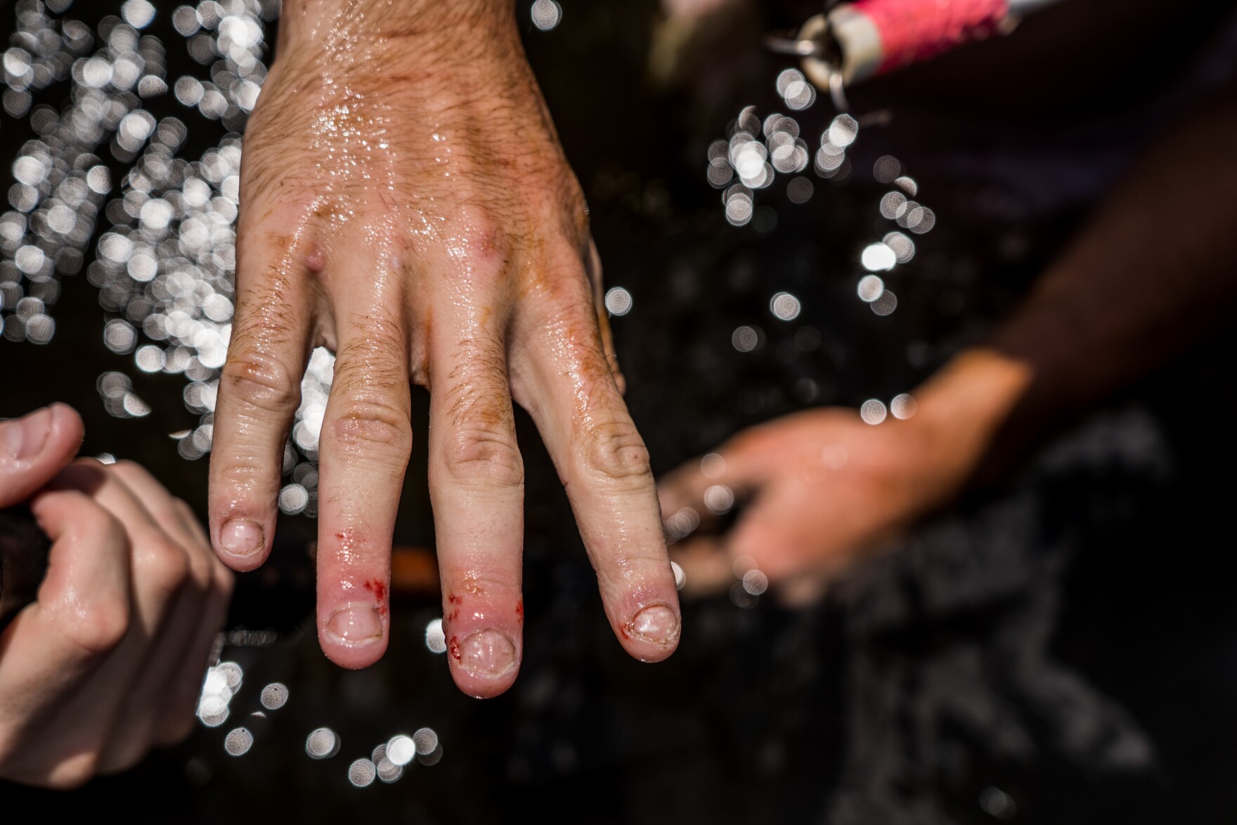 Noodling, the sport of catching catfish with your bare hands, is now