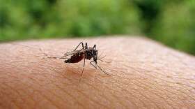 Mosquitoes that carry the disease will be targeted. Photo: Flickr Creative Commons