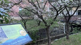 Gum Spring Branch, a tributary of Lewis Creek, runs under buildings in downtown Staunton.